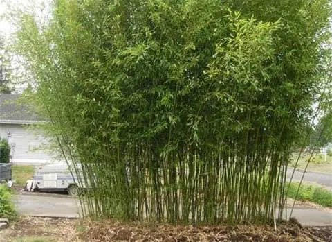 Möchten Sie eine Bambushecke online bestellen? Schauen Sie einfach auf Wunderhecke.de vorbei. 
